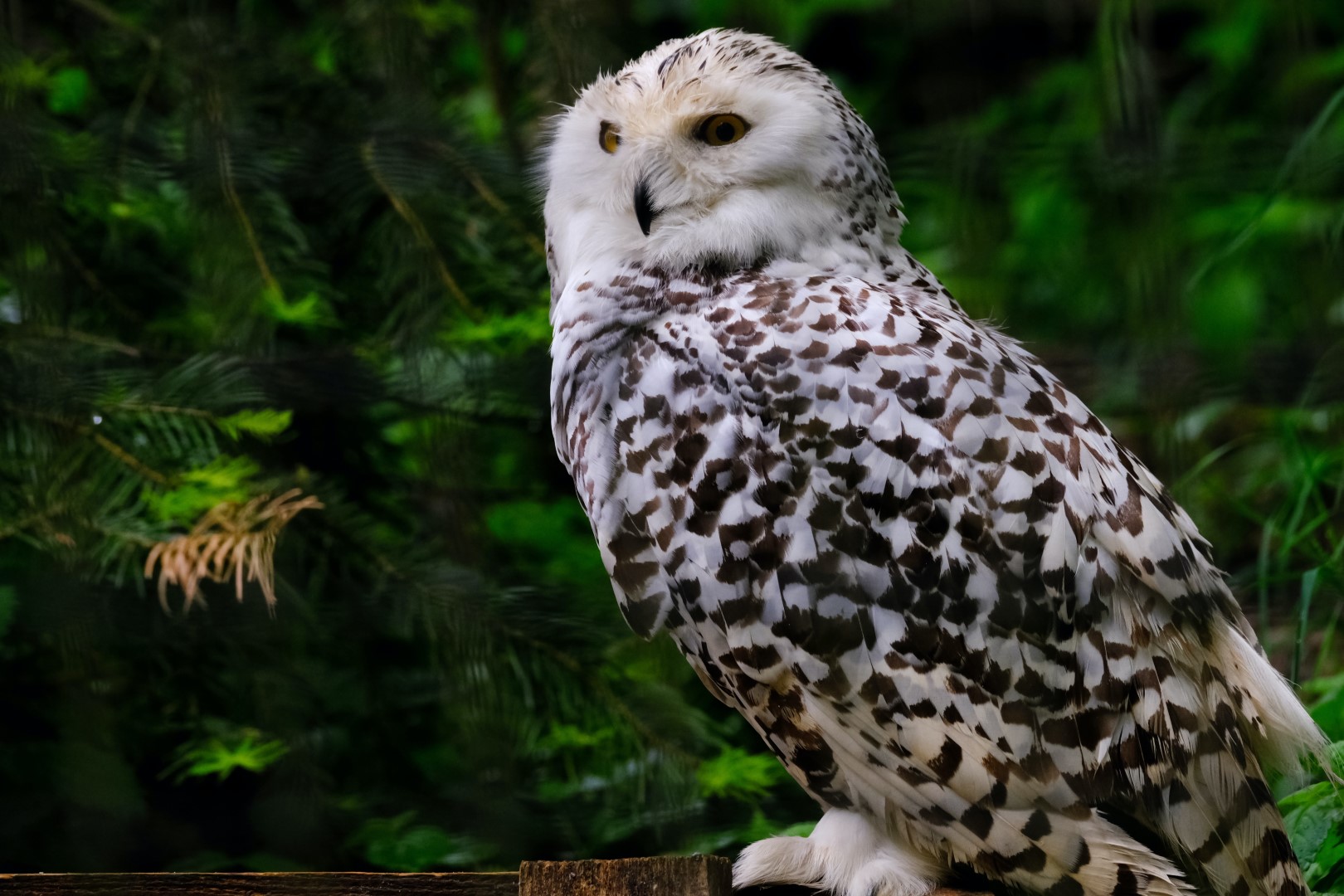 Snowy Owl: Identification and Overview